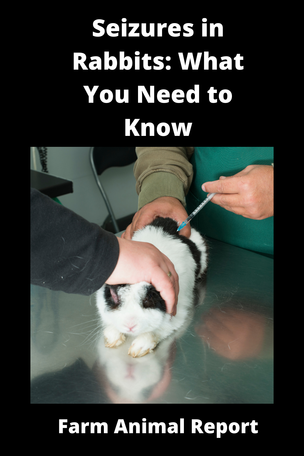 Rabbit Seizures What You Need To Know