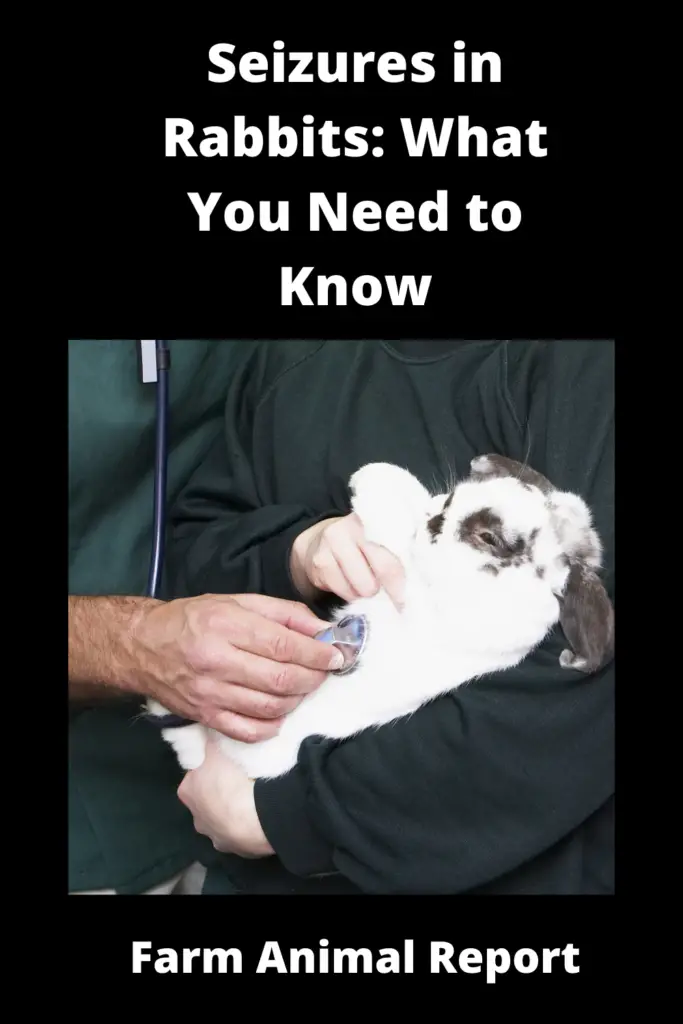 Rabbit Seizures: What You Need to Know 3