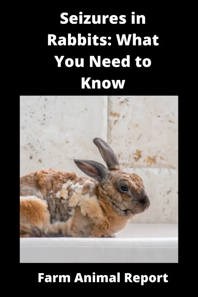 Rabbit Seizures: What You Need to Know 1