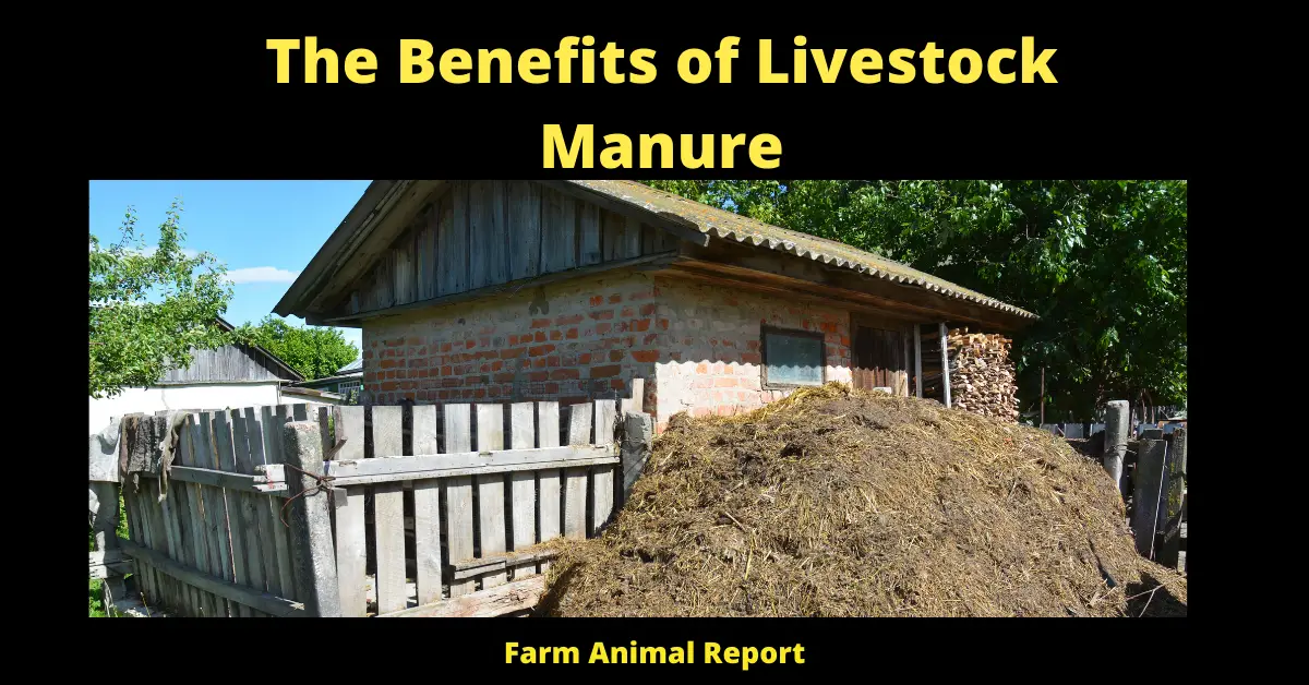 The Benefits of Livestock Manure