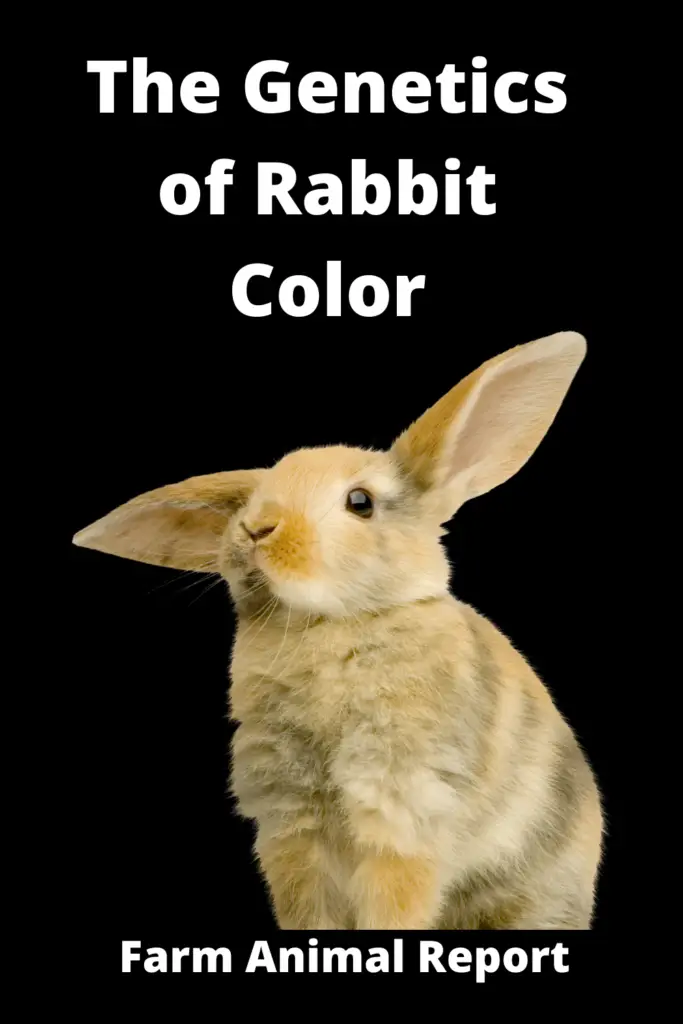 Rabbit Color Genetics | Rabbit | Colors | Color Genes (2022) 4