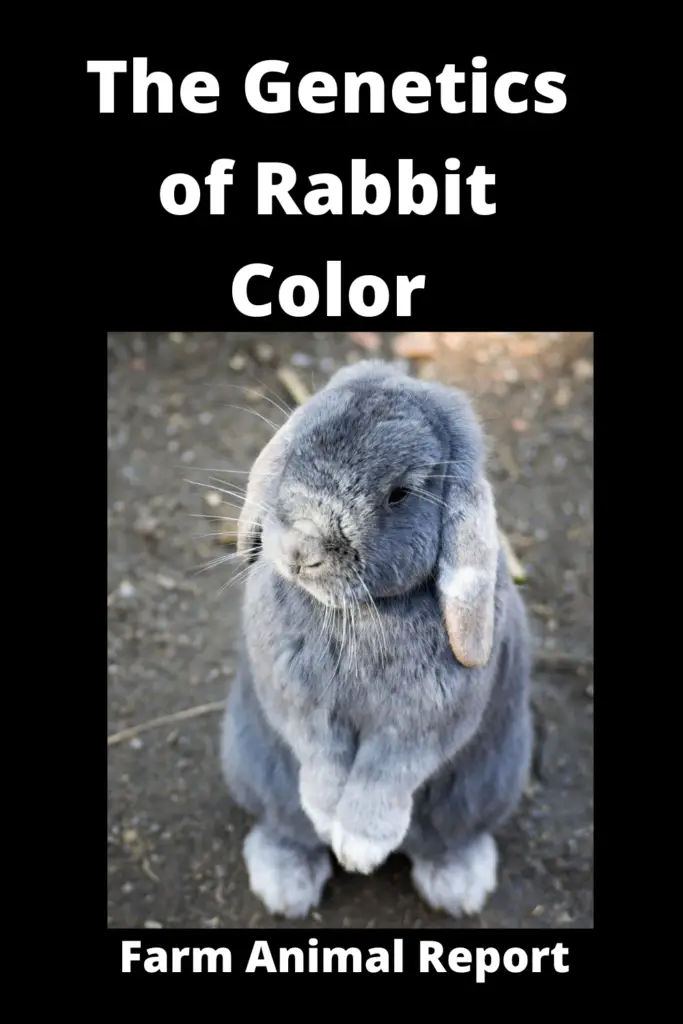 Rabbit Color Genetics | Rabbit | Colors | Color Genes (2022) 5