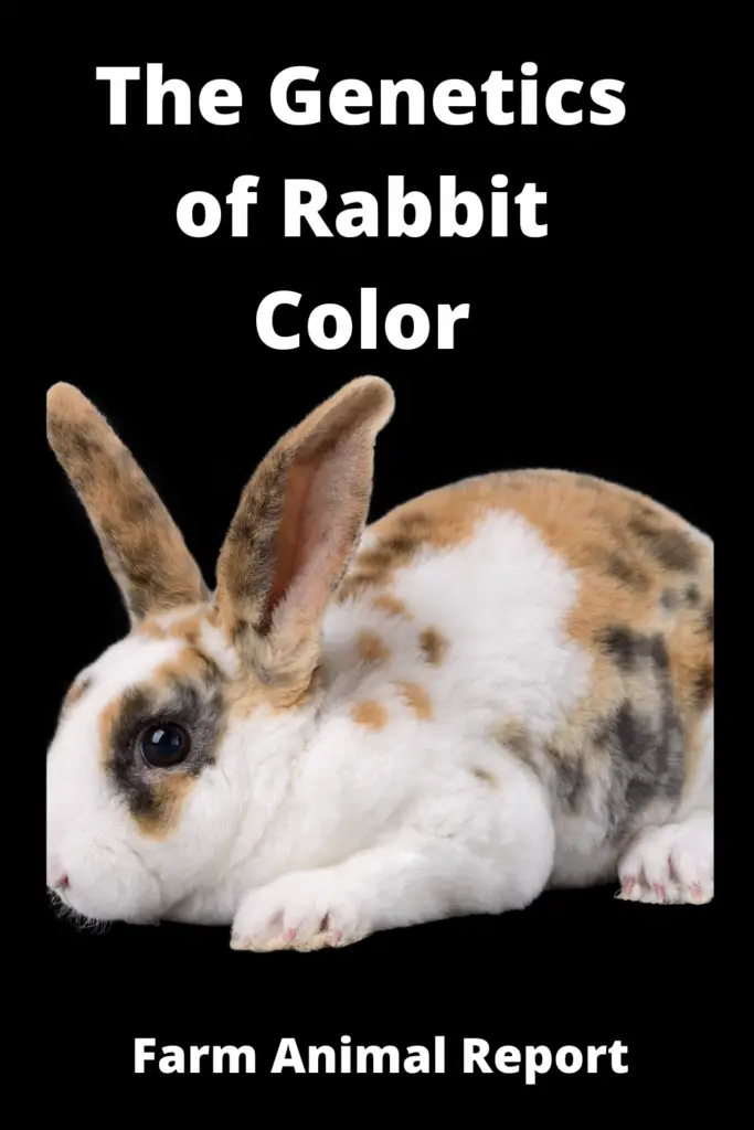 Rabbit Color Genetics | Rabbit | Colors | Color Genes (2022) 1