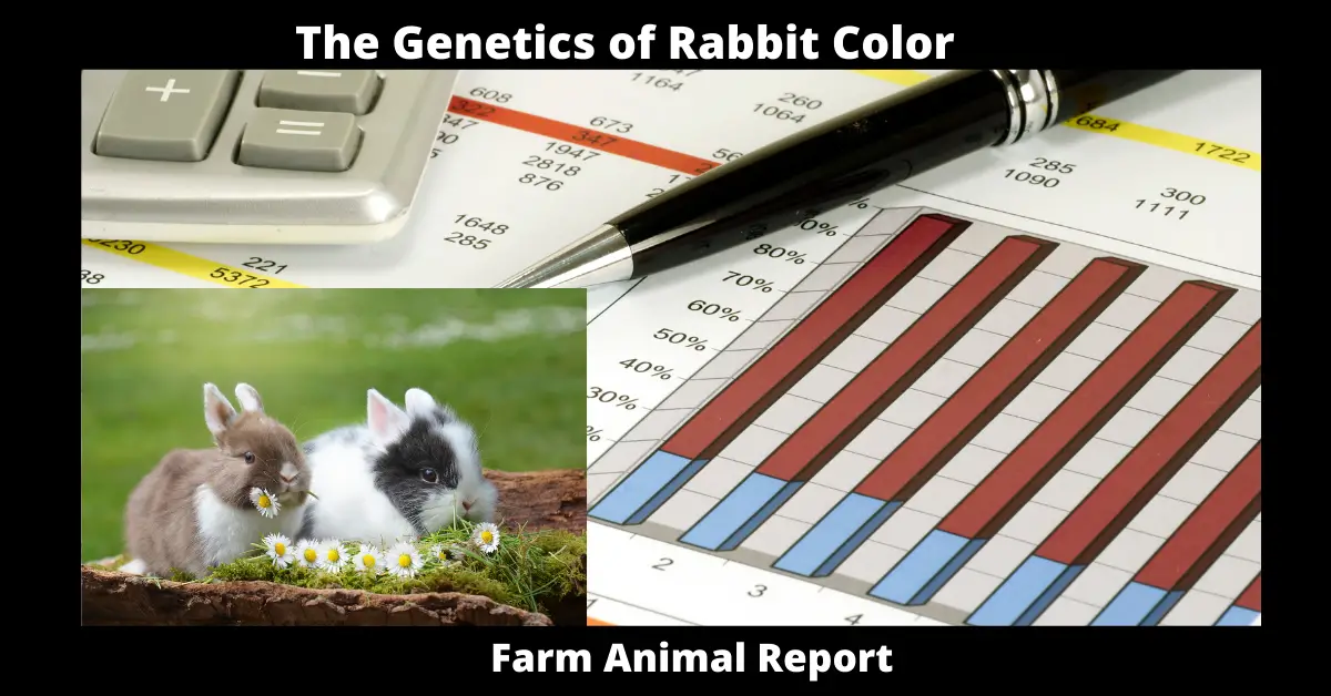 The Genetics of Rabbit Color