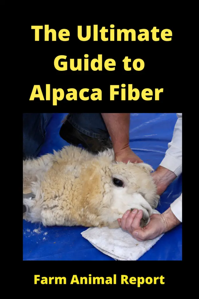 The Ultimate Guide to Alpaca Fiber **WOOL** 3