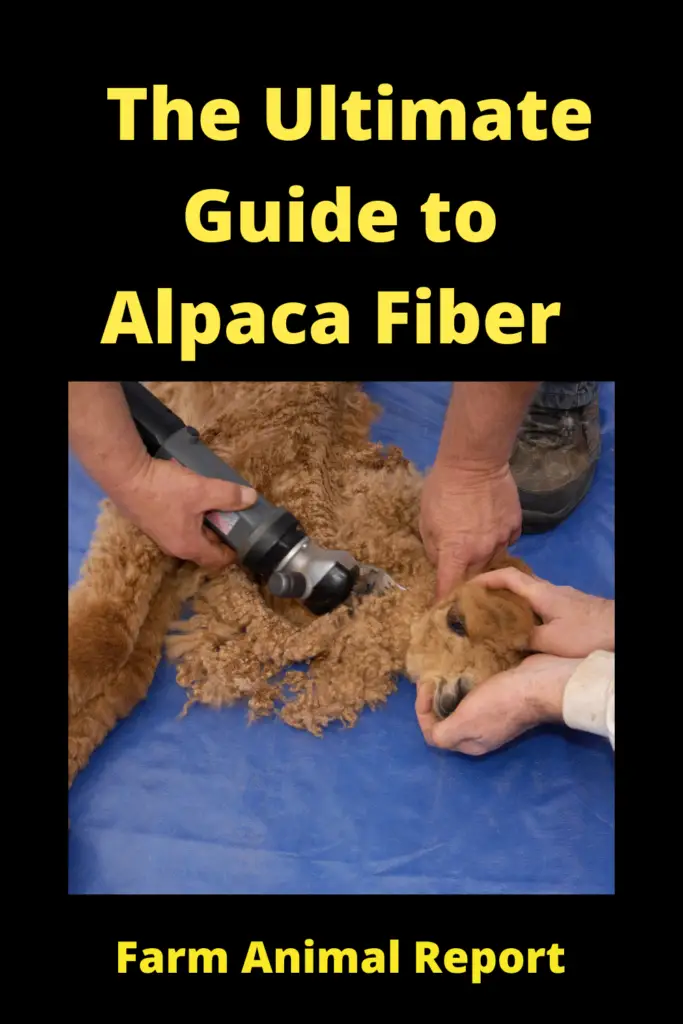 The Ultimate Guide to Alpaca Fiber **WOOL** 4