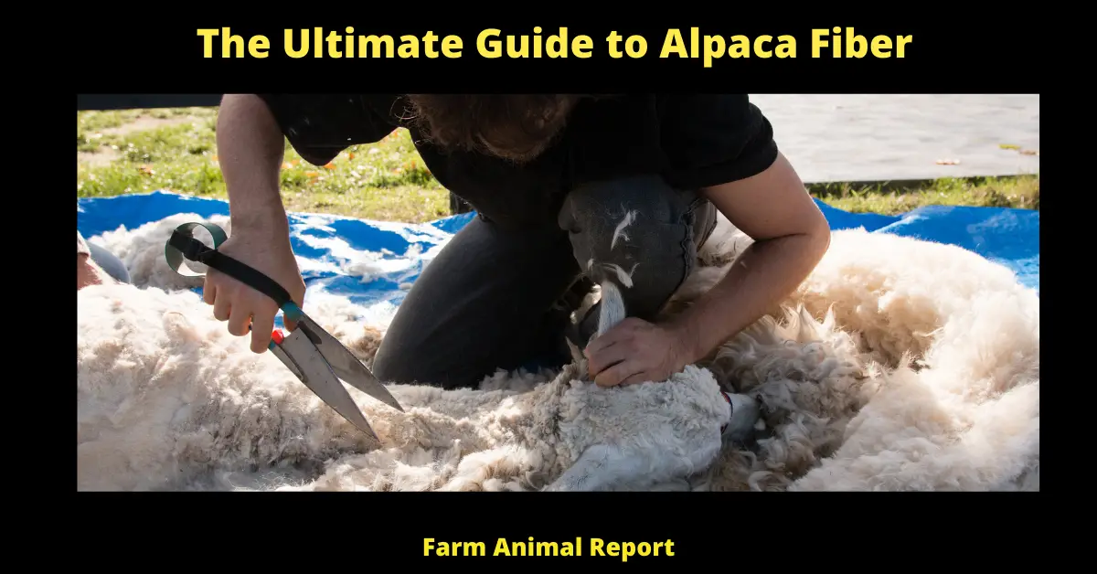 The Ultimate Guide to Alpaca Fiber