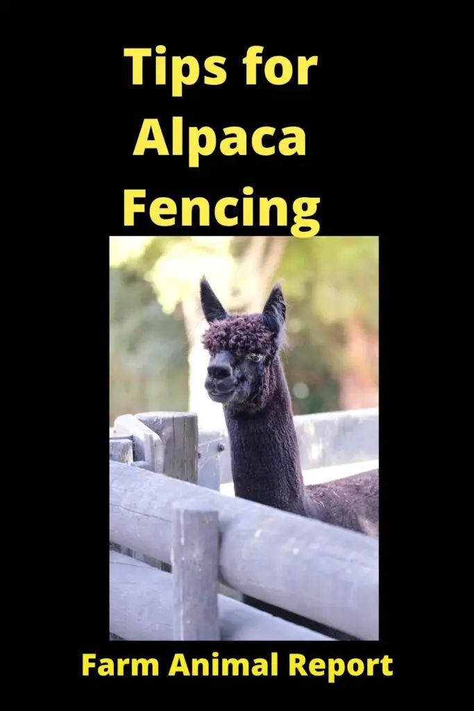 Alpaca Fencing - Helping You Find the Right Type **FENCES** 2