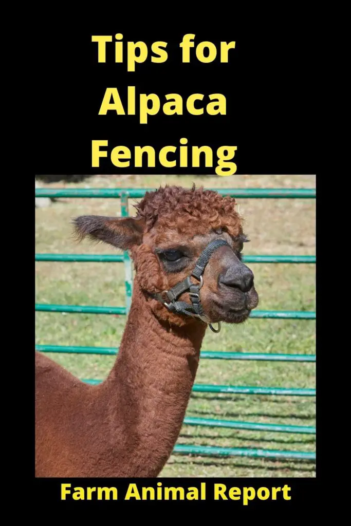 Alpaca Fencing - Helping You Find the Right Type **FENCES** 3