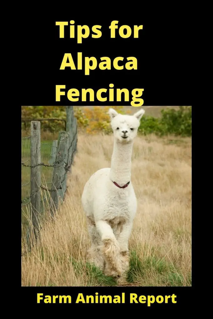 Alpaca Fencing - Helping You Find the Right Type **FENCES** 4