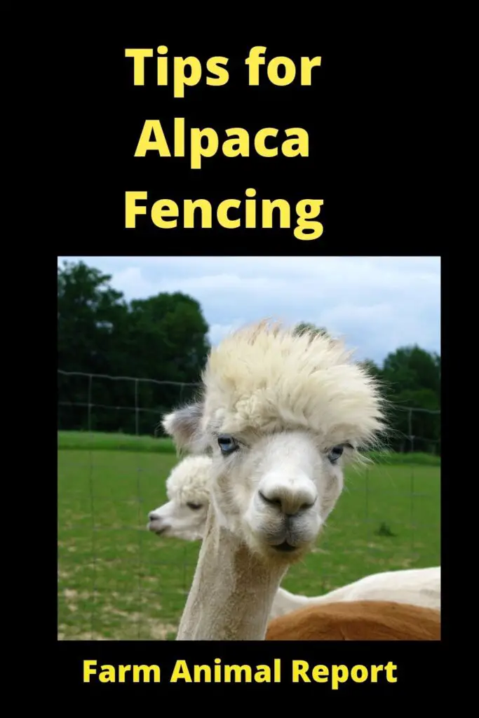 Alpaca Fencing - Helping You Find the Right Type **FENCES** 5