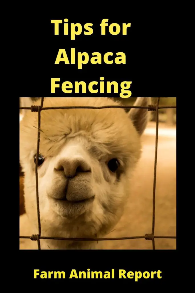 Alpaca Fencing - Helping You Find the Right Type **FENCES** 1