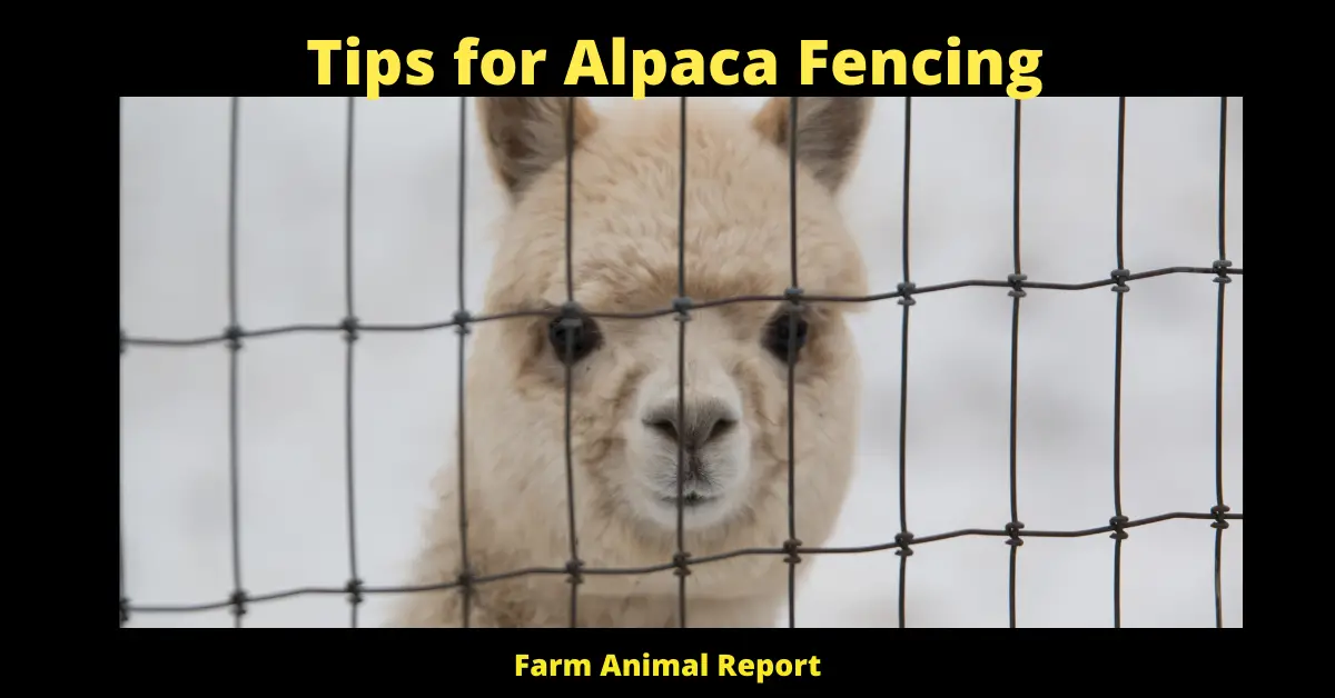 Tips for Alpaca Fencing