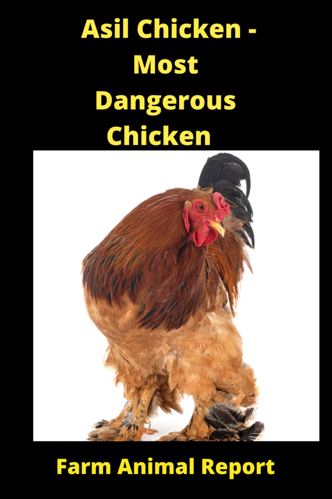 Henrietta Chicken Breed - Most Dangerous Chicken {VIDEOS} 6