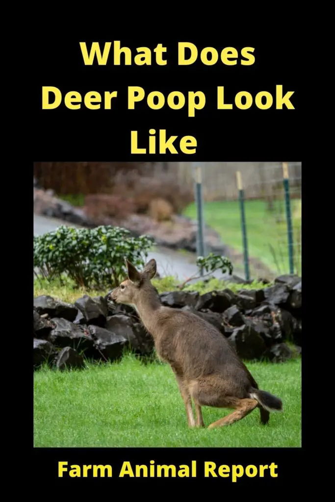 When it comes to deer, there is no one-size-fits-all answer to how often they pee. Depending on the time of year and their overall health, deer may urinate anywhere from once every few hours to once every few days. In general, however, deer tend to urinate more frequently during the warmer months and when they are actively moving around in search of food. So, if you're trying to track a deer, paying attention to the season and its activity level can give you a good idea of how often it is likely to stop and relieve itself.