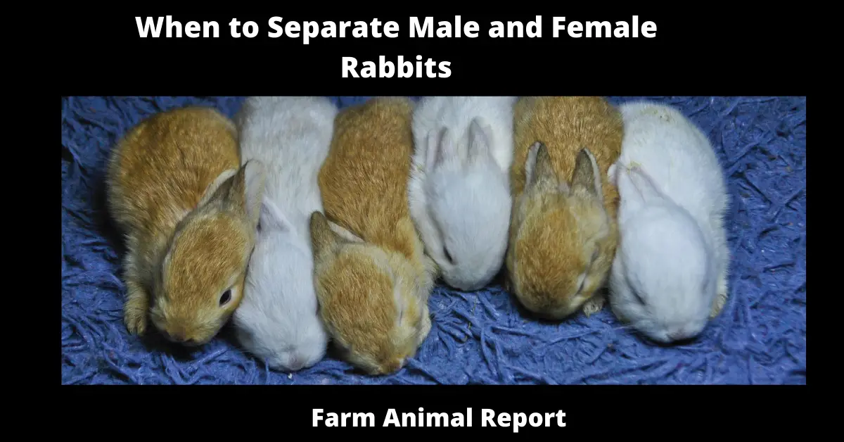 When to Separate Male and Female Rabbits