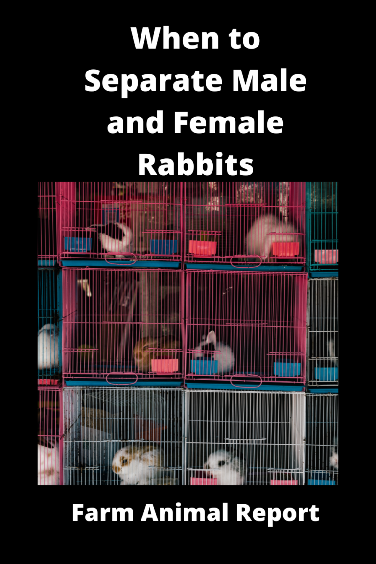 7 Stages When To Separate Male And Female Rabbits (2024)**VIDEO**