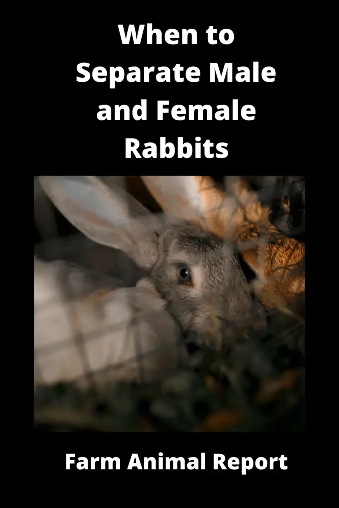 7 Stages: When to Separate Male and Female Rabbits (2023)**VIDEO** 3
