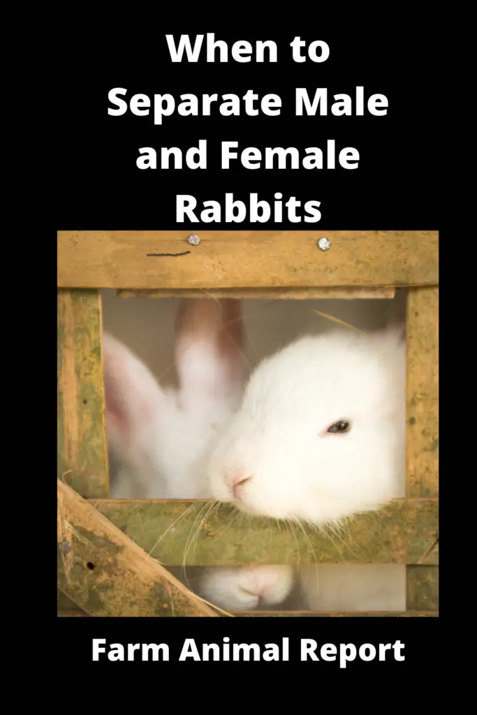 7 Stages: When to Separate Male and Female Rabbits **VIDEO** 4