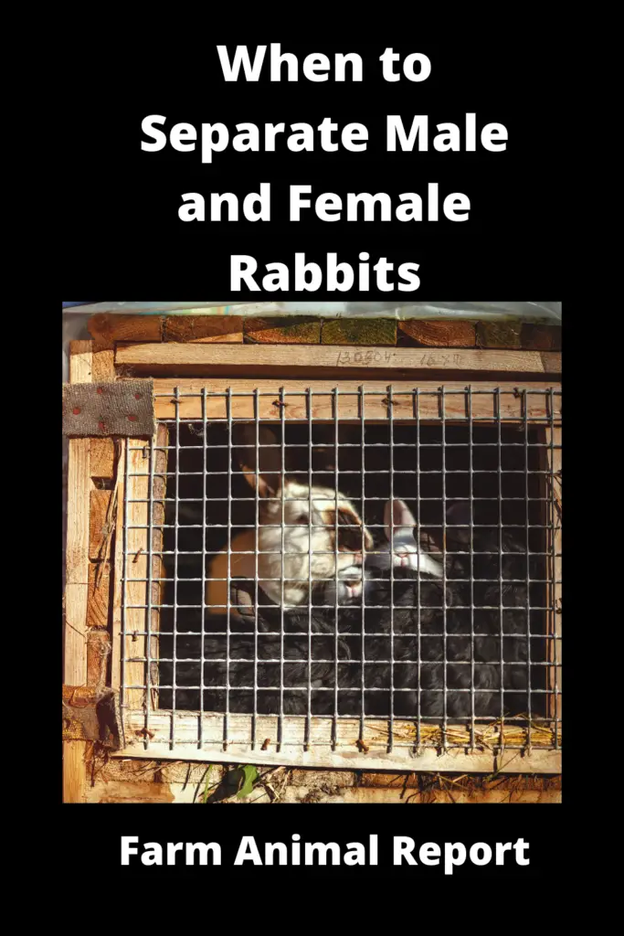 7 Stages: When to Separate Male and Female Rabbits (2023)**VIDEO** 1