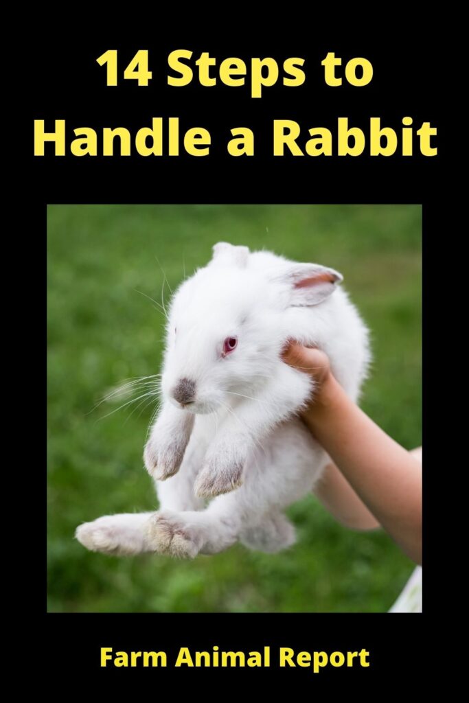 Proper Rabbit Handling 13 Steps To Handle A Rabbit **GENTILE**