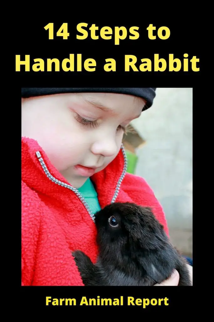 13 Steps to Handle a Rabbit **GENTILE** 4