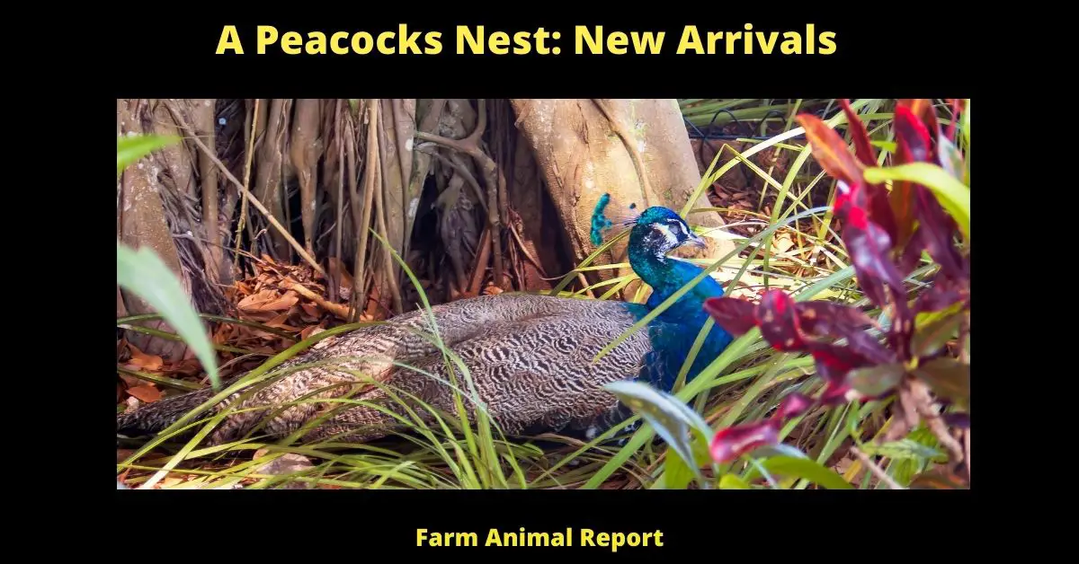 Peacocks Nest | Peacocks | Nest | Nesting 2