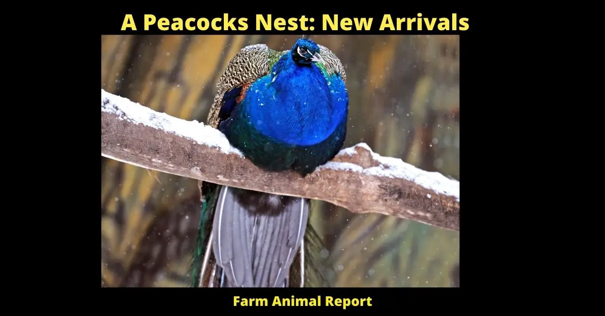 Peacocks Nest | Peacocks | Nest | Nesting 1