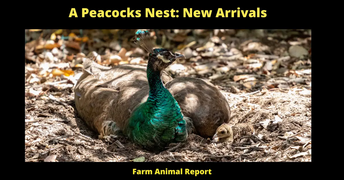 A Peacocks Nest: New Arrivals