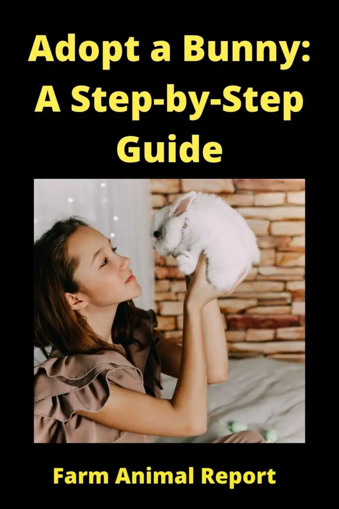 Adopt a Bunny: A Step-by-Step Guide 3