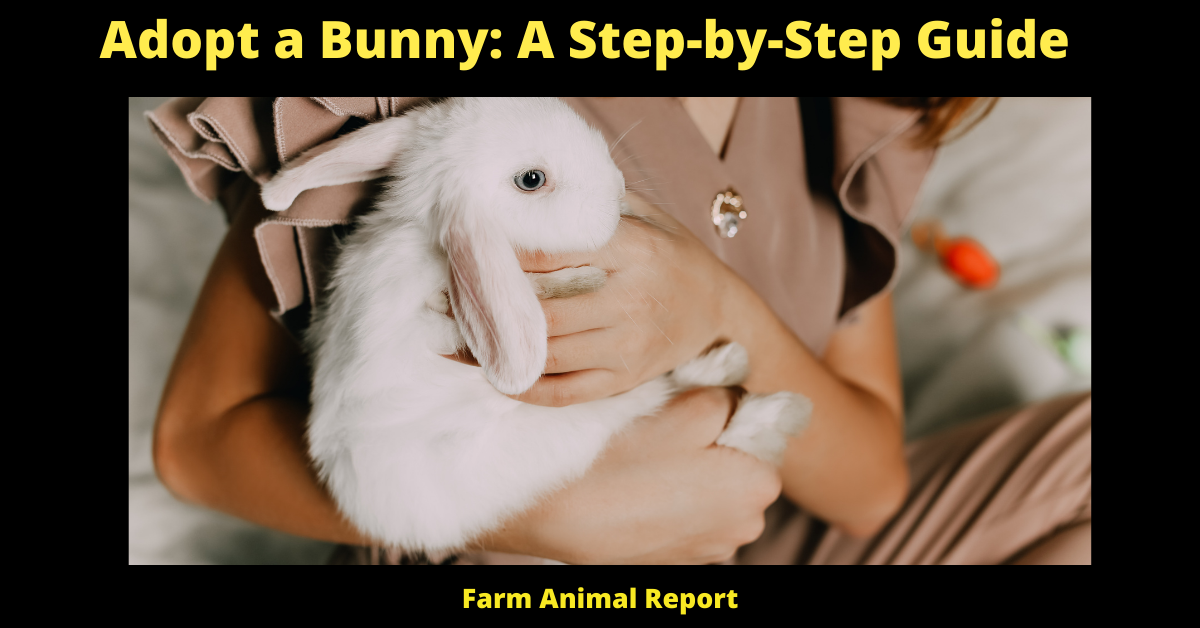 Adopt a Bunny: A Step-by-Step Guide