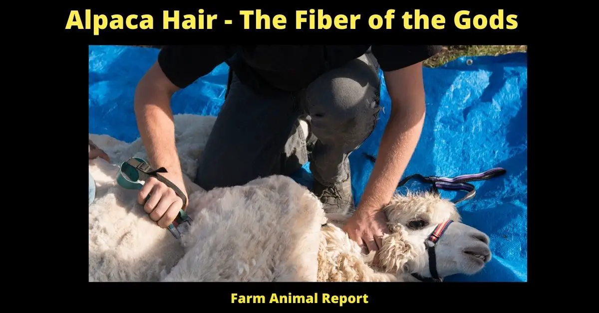 Alpaca Hair - The Fiber of the **GODS** 4