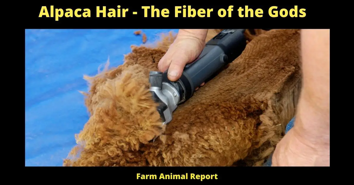 Alpaca Hair - The Fiber of the **GODS** 1