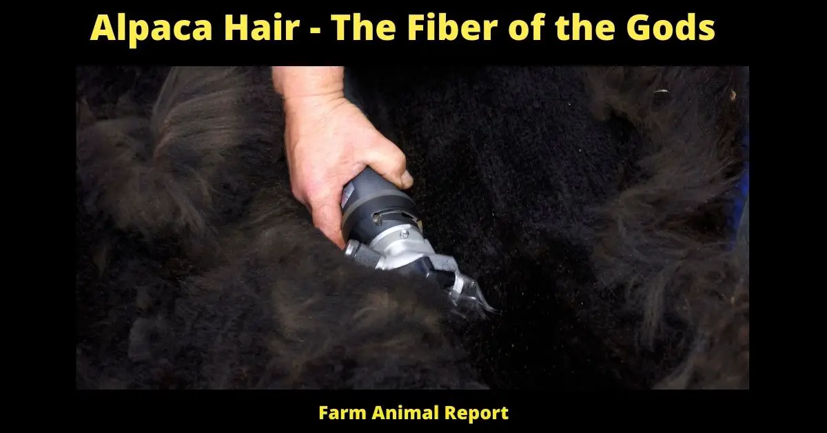 Alpaca Hair - The Fiber of the **GODS** 3