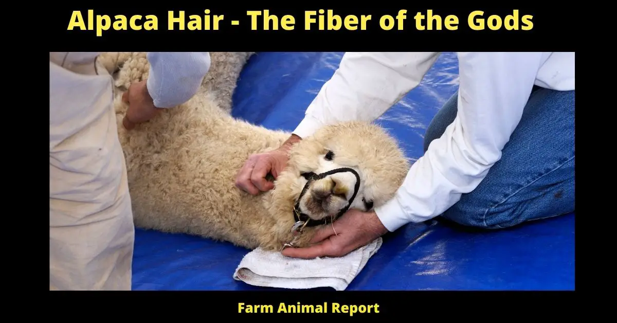 Alpaca Hair - The Fiber of the Gods