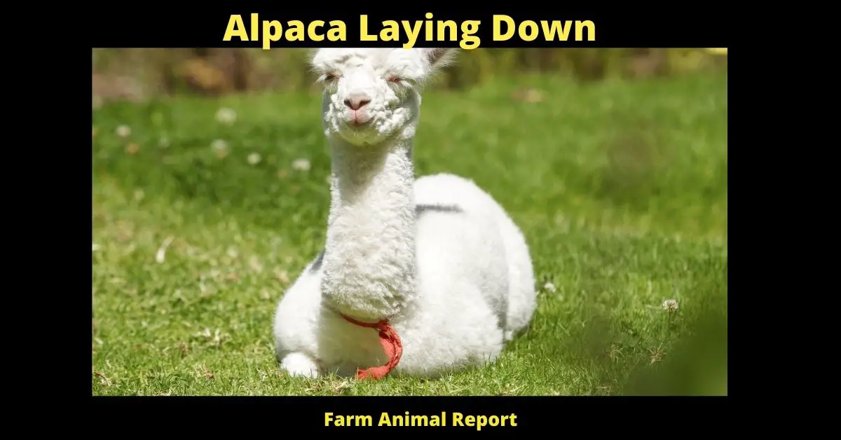 Alpaca Laying Down (2023) **WHY** 1