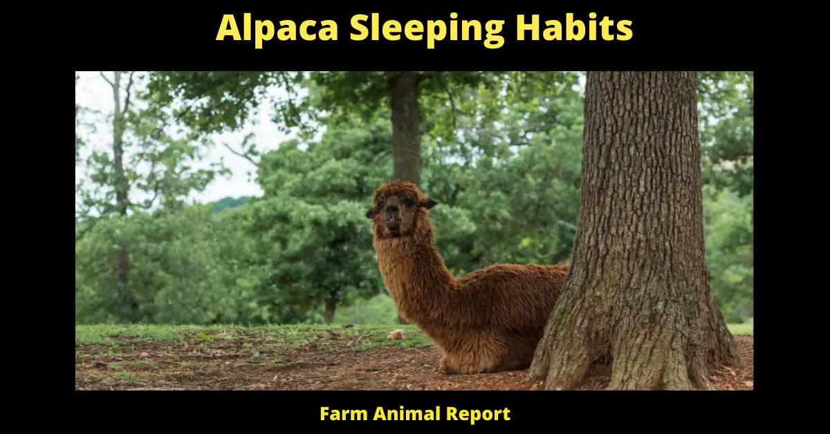 Alpaca Sleeping Habits