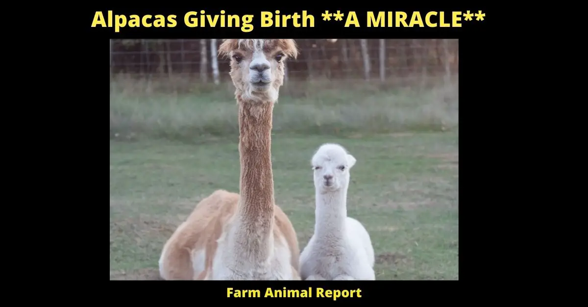 Alpacas Giving Birth **A MIRACLE** 1