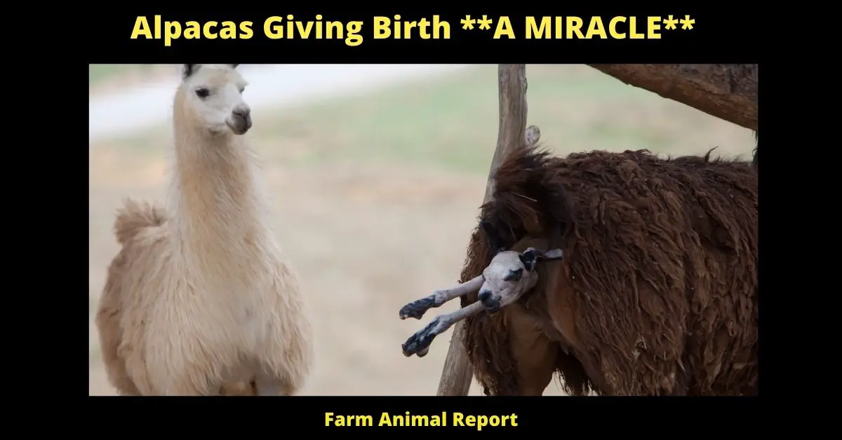 Alpacas Giving Birth A MIRACLE