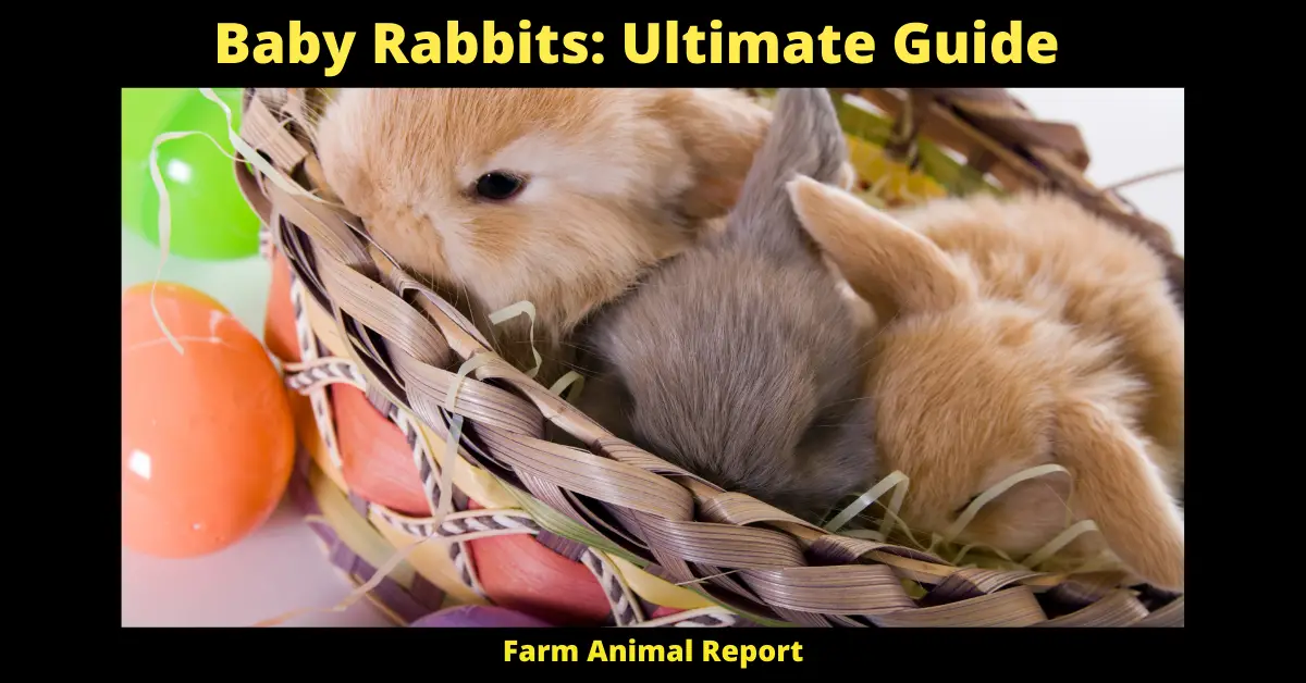 Baby Rabbits: Ultimate Guide