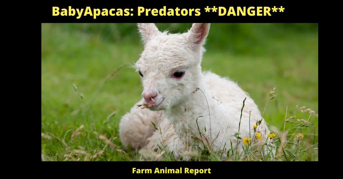 Baby Alpacas: Predators **DANGER** 1