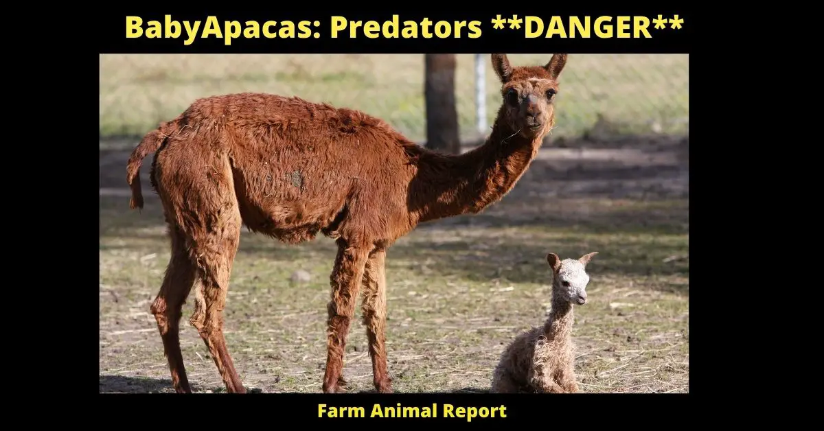 BabyApacas: Predators **DANGER**