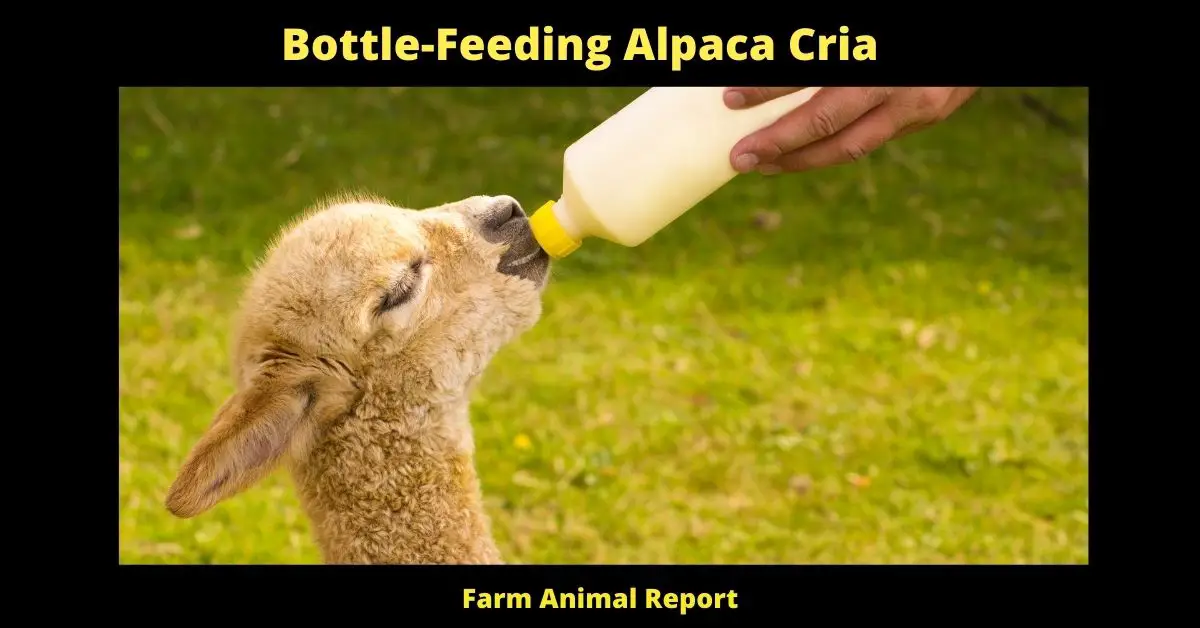 Bottle-Feeding Alpaca Cria
