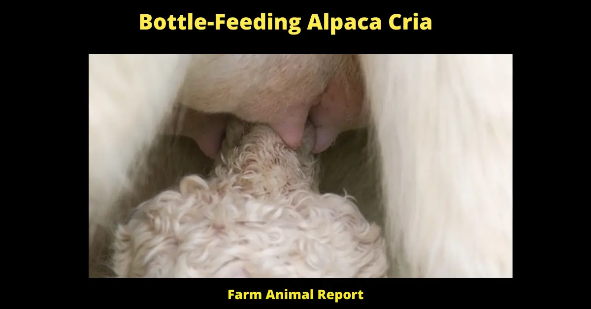 Bottle-Feeding Alpaca **CRIA** 1