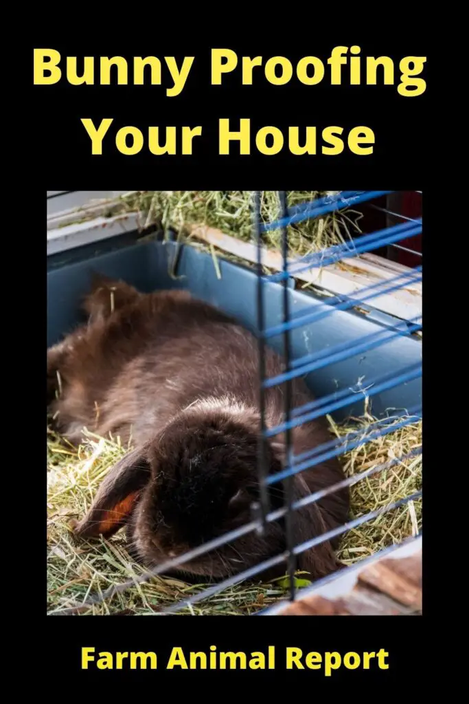 17 Items: Bunny Proofing Your House 2