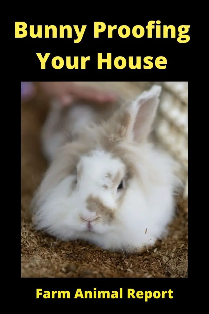 17 Items: Bunny Proofing Your House 3