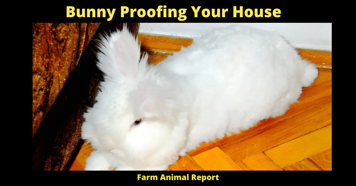Bunny Proofing Your House