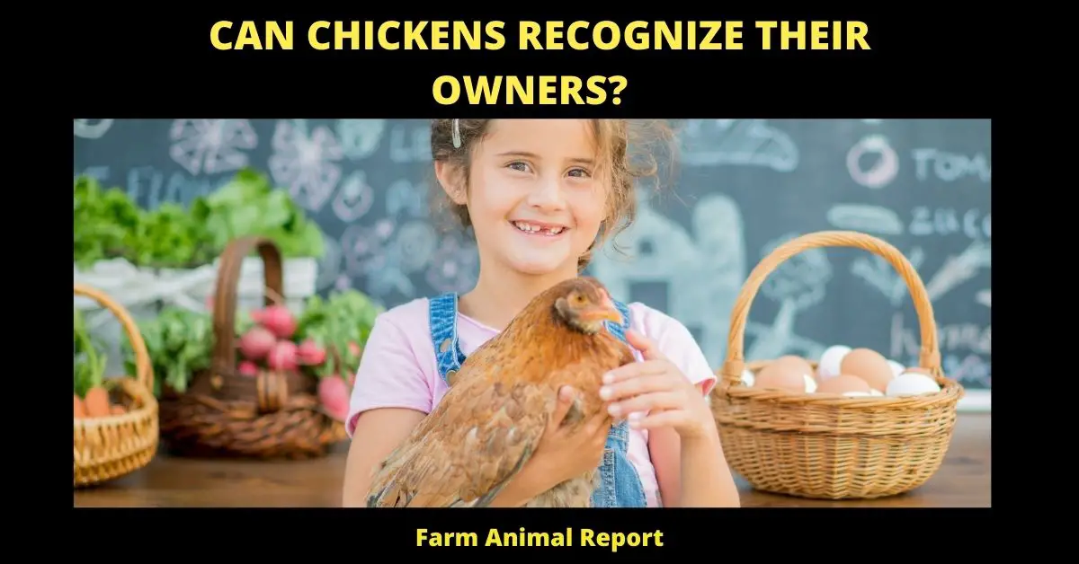 Can Chickens Recognize Their Owners **TOM** 1