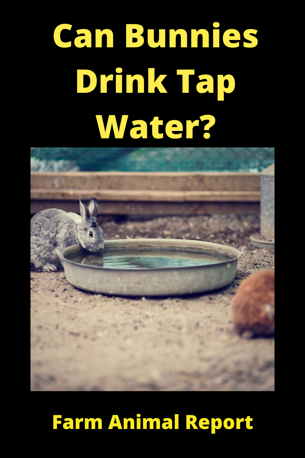 Can Rabbits Drink Tap Water? (2024) **THIRSTY**