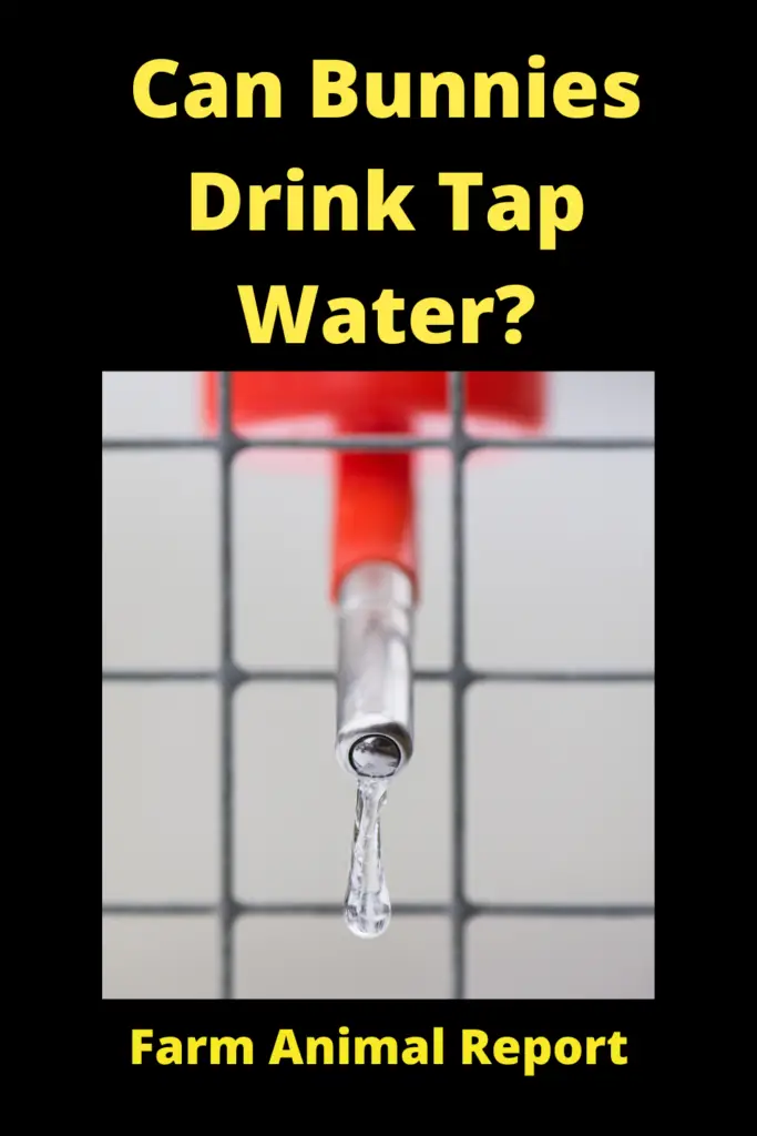 Can Rabbits Drink Tap Water? **THIRSTY** 3